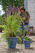 Blutweiderich (Lythrum Salicaria), rundblättriger Froschlöffel (Alisma parviflora) und kleinem Papageienblatt (Alternanthera) in Miniteichen in Keramiktöpfen