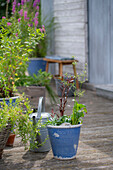 Miniteiche bepflanzen mit Blutweiderich (Lythrum Salicaria), Gottes-Gnadenkraut ( Gratiola officinalis), rundblättriger Froschlöffel (Alisma parviflora) im Topf