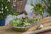 Miniteich in Glasschale mit Wasserlinsen (Lemna), Wassersalat (Pistia stratiotes), Rundblättrige Froschlöffel (Alisma parviflora), Eidechsenschwanz (Houttuynia cordata), Wasserminze