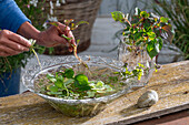 Miniteich in Glasschale mit Wasserlinsen (Lemna), Wassersalat (Pistia stratiotes), Rundblättrige Froschlöffel (Alisma parviflora), Eidechsenschwanz (Houttuynia cordata), Wasserminze