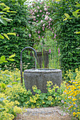 Gartenbrunnen vor Kletterrose, Ramblerrose (Rosa) 'Kirschrose', Hainbuche (Carpinus Betulus) und  Frauenmantel (Alchemilla mollis) im Garten