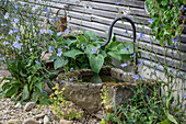 Alter Gartenbrunnen neben Funkie (Hosta) und Wegwarte (Cichorium intybus)