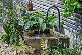 Alter Gartenbrunnen neben Funkie (Hosta) und Wegwarte (Cichorium intybus)