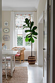 Bright dining room with fig tree in basket and woven armchair