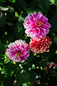 Dahlien (Dahlia) im sommerlichen Gartenbeet