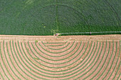Aerial view of rows of cut alfafa hay drying in field