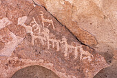 Petroglyphs of llamas at Yerbas Buenas, Chile