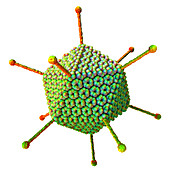 Adenovirus particle, illustration