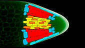 Temperature-sensing cells in seed, illustration
