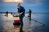 Workers catching shellfish