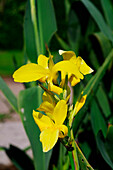 Canna lily 'Ra' flowers blooming