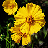 Coreopsis 'Schnittgold' flowers