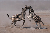 Burchell's zebras fighting