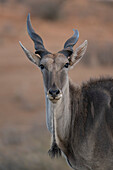 Eland antelope