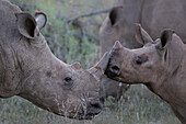 White rhino mother and calf