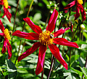 Dahlia 'Honka Red' flowers