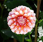 Dahlia 'Peaches' flower