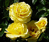 Rose (Rosa 'Golden Wedding') flowers