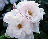 Rose (Rosa 'Pearl Drift') flowers