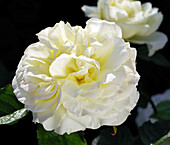 Rose (Rosa 'Tynwald') flowers