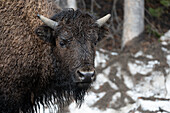 America bison