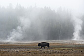 America bison