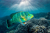 Humphead wrasse