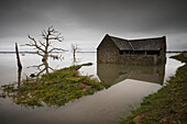Barn and dead trees in flooded farmland, Somerset, UK