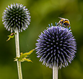 Buff-tailed bumble bee on globe thistle (Echinops sp.)