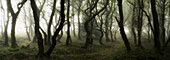 Dead woman's ditch in fog, Quantock Hills, Somerset, UK