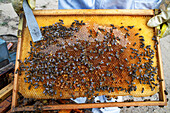Beekeeper inspecting brood frame