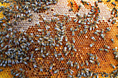 Beehive brood frame
