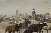 Nomadic shepherds herding sheep
