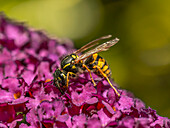 Eastern yellow jacket wasp on buddleja flowers