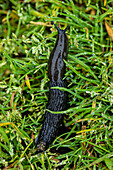 Black slug on grass