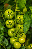 Green tomatoes on vine