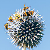 Honey bees and wasps collecting pollen