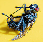 Dead common flesh fly