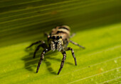 Zebra jumping spider