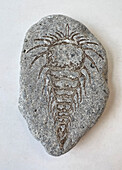 Alien fossil in stone, conceptual illustration