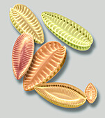 Diatoms, SEM