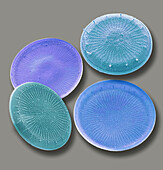 Diatoms, SEM