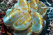 Acoel flatworms on bubble coral