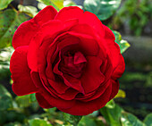 Rose (Rosa Crimson Cascade ('Fryclimbdown')) flower