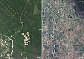 Deforestation in Bolivia in 1984 and 2022, satellite image