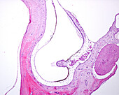 Vestibular system, light micrograph