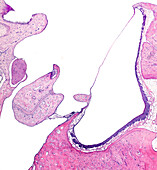 Middle ear, light micrograph