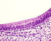 Utricle macula epithelium, light micrograph