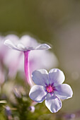 Garden phlox (Phlox paniculata 'Delta Snow') flowers