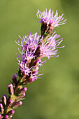 Gayfeather (Liatris spicata) flowers